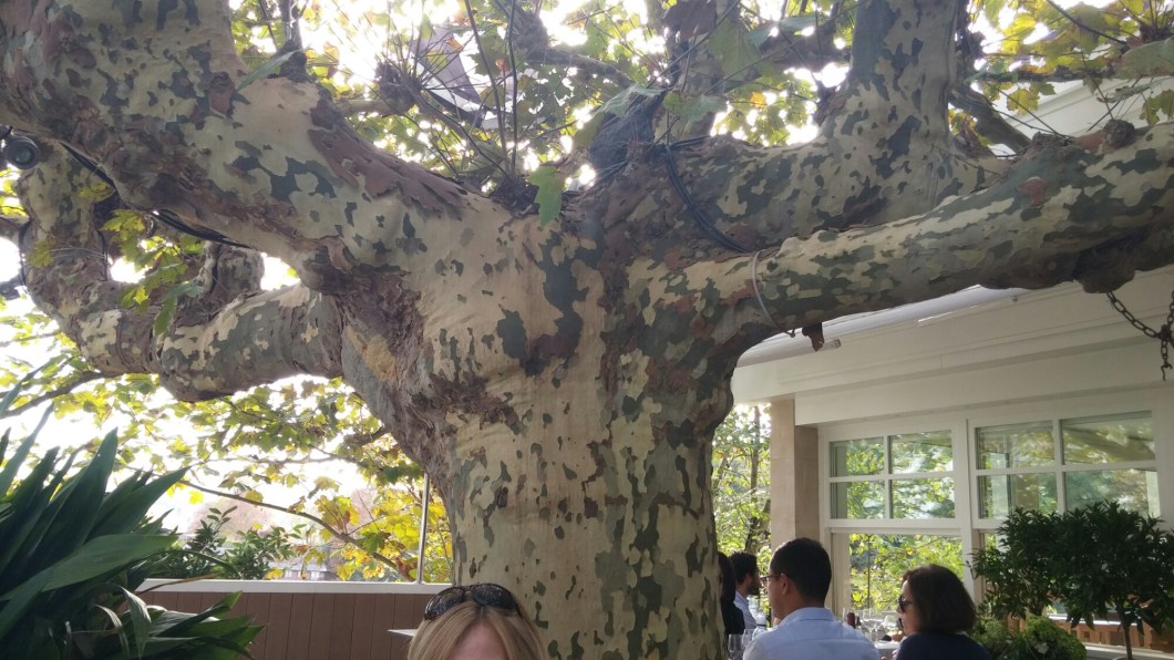 wp-1447251553451 image